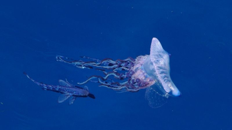 caravella portoghese