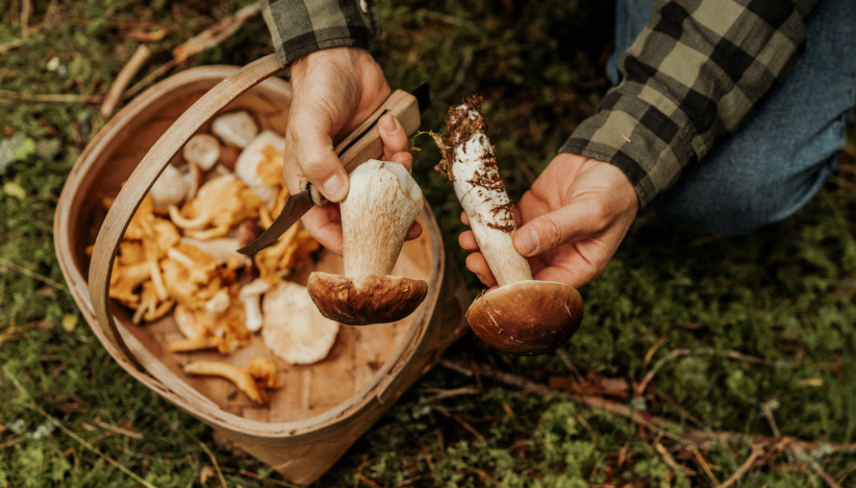 I funghi in Valtellina sono un caso: cosa sta succedendo