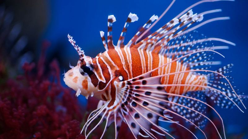 Pesce Scorpione