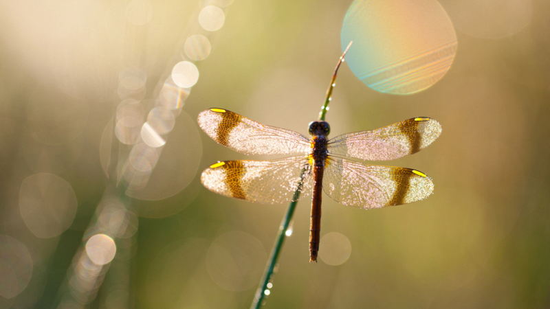 torino-invasione-libellule-cosa-succede