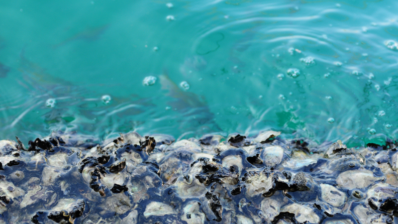 barriere-ostriche-salvare-coste-liguria