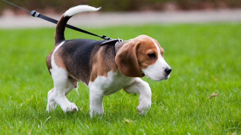 Cane