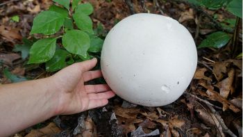 Funghi giganti in Val di Fiemme