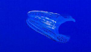 Noce di mare, pesci alieni in Italia