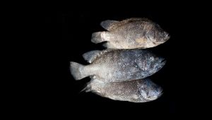 pesce foglia