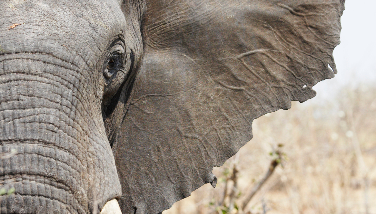 Scoperta a Roma: gli elefanti della Sapienza