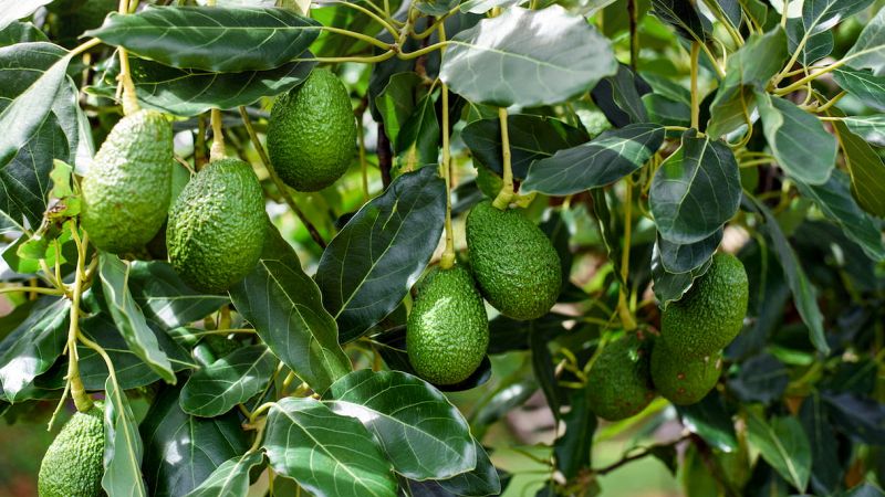 Avocado