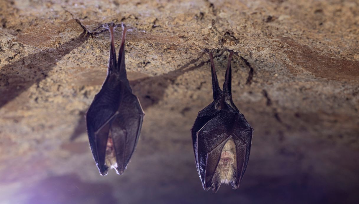 Pipistrelli in casa