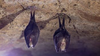 Pipistrelli in casa