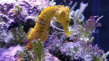 Cavallucci marini liberati