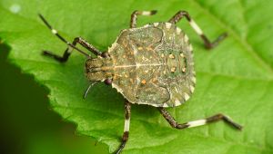 Cimice asiatica
