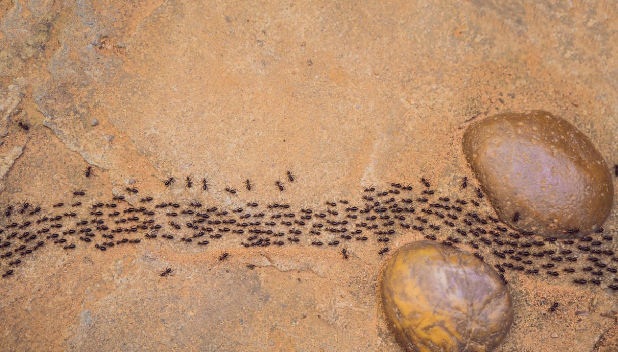 formiche nel mare del Salento
