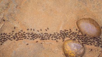 formiche nel mare del Salento