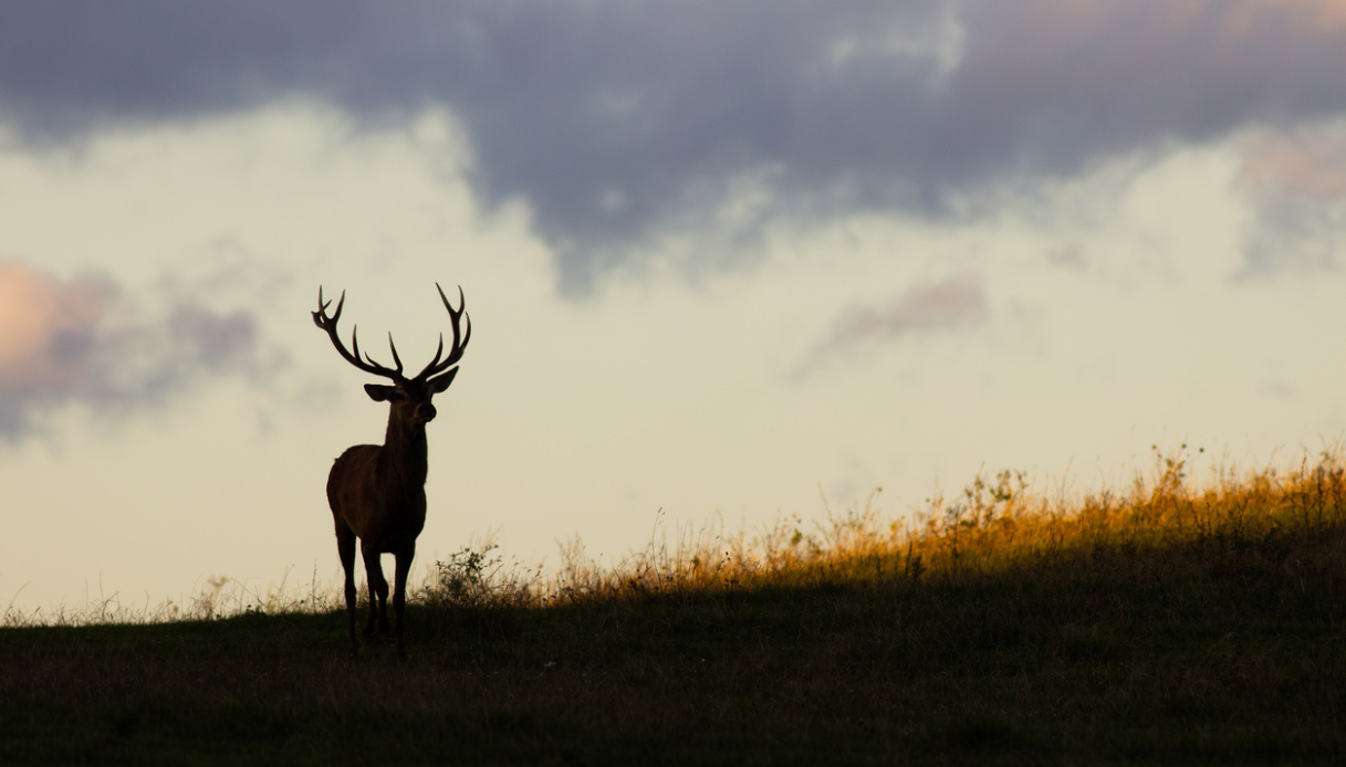 Addio Bambi cervo Valmalenco