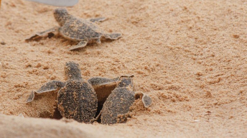 Nidi di tartarughe marine, record in Italia: la classifica delle regioni