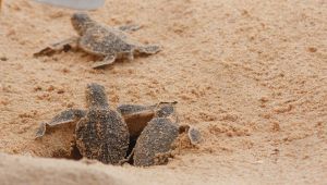 Nidi di tartarughe marine, record in Italia: la classifica delle regioni