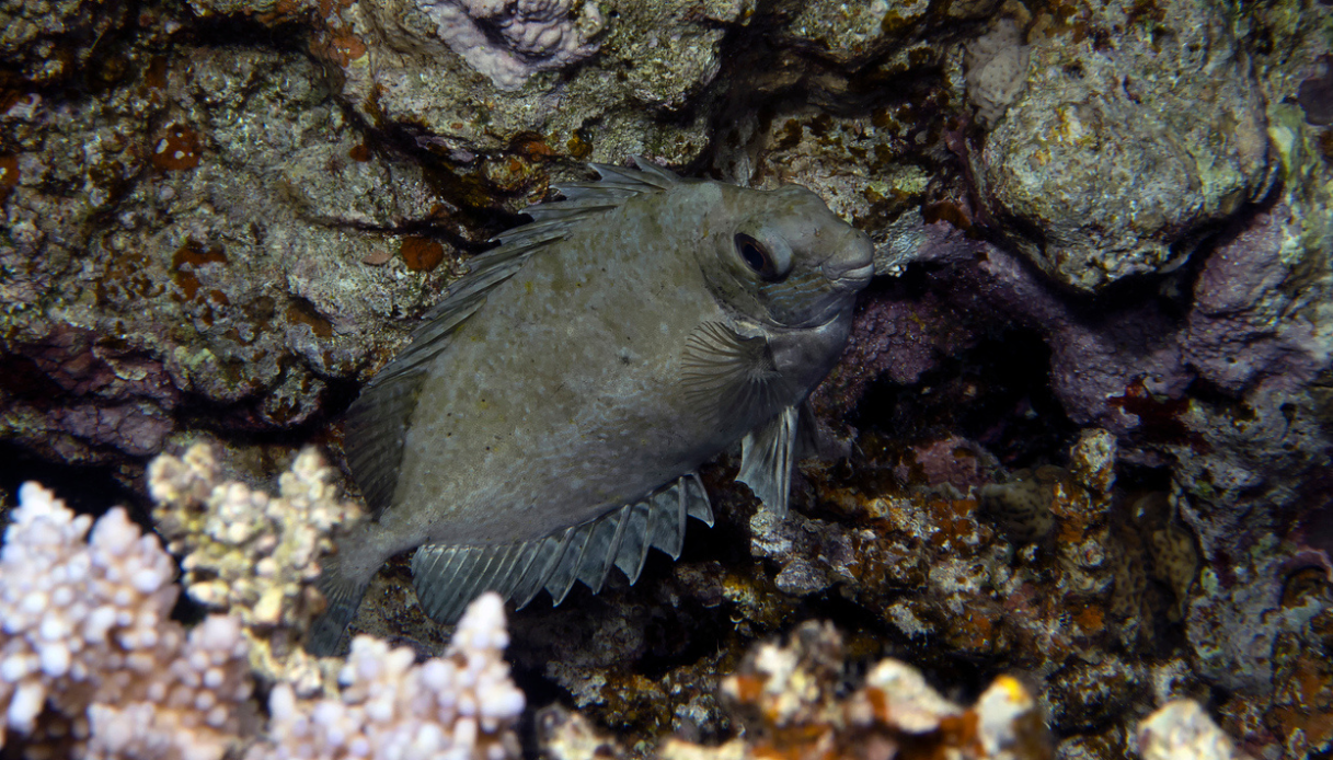 A Varazze Pescato Un Pesce Coniglio Perch pericoloso A Varazze Pescato Un Pesce Coniglio Perch pericoloso