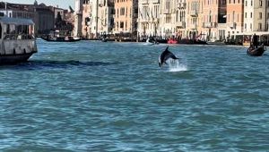delfino a Venezia