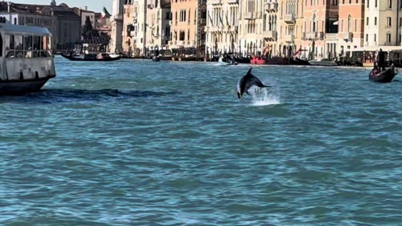 delfino a Venezia