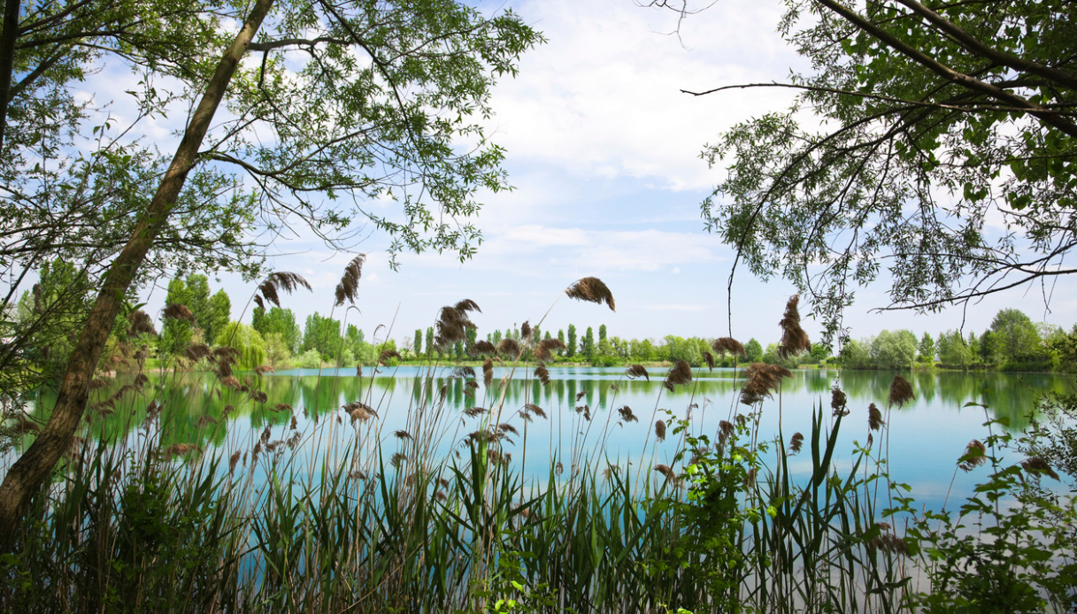Storione beluga riemerge nel Po