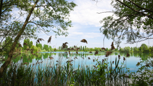 gigante-po-ritrovamento-storione-beluga