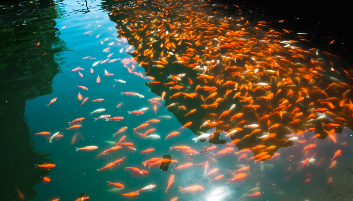 Il caso dei pesci rossi che soffocano nel lago di Loppio