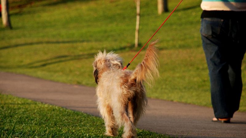 Le tasse sui cani
