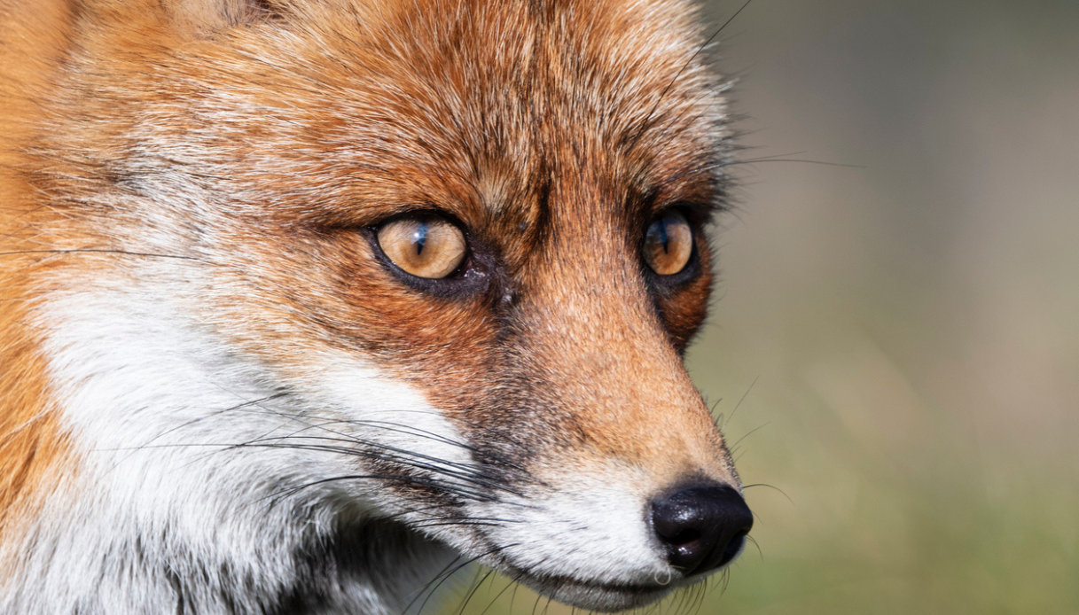 Che ci fa una volpe in centro a Milano? L'avvistamento a sorpresa