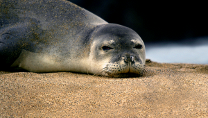 foca-monaca-mediterraneo-55-avvistamenti