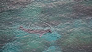 foca monaca a Venezia