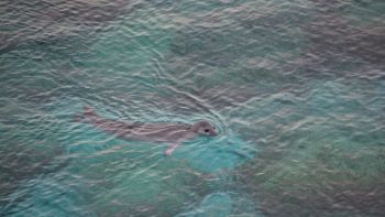 Laguna di Venezia, avvistata una foca monaca