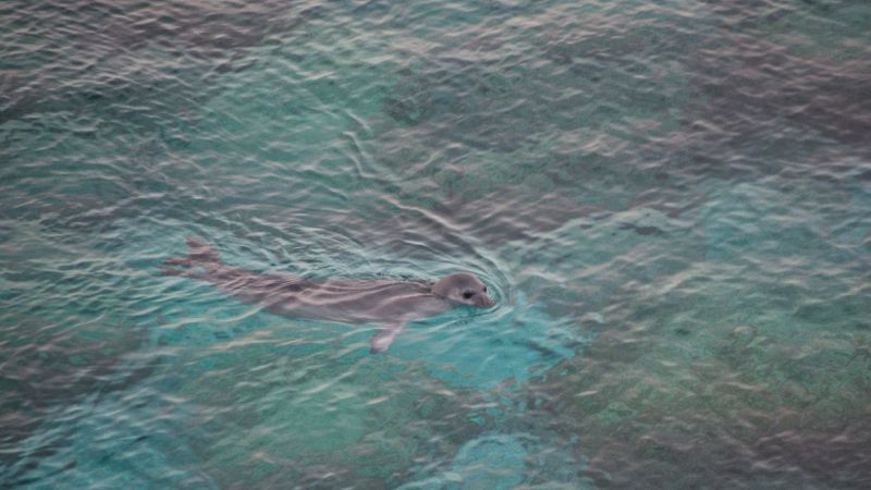 foca monaca a Venezia