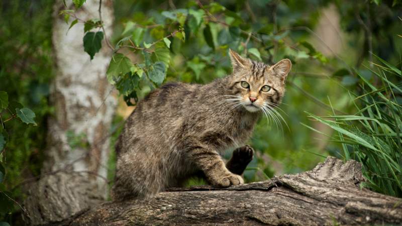 gatto-selvatico-toscana-fantasma-boschi