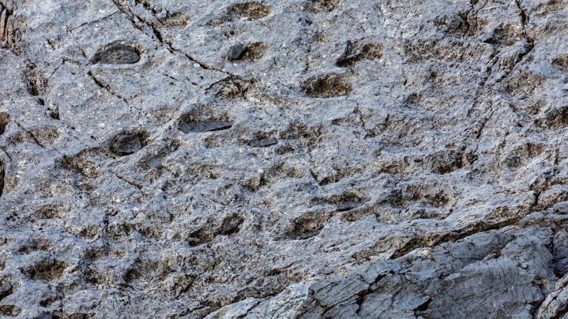 Orme di dinosauri Stelvio