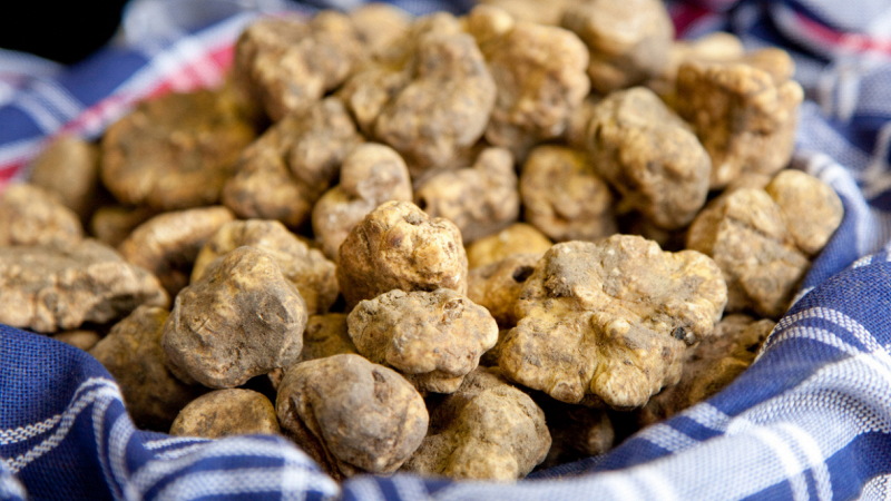 quanto-costa-tartufo-record-700-grammi