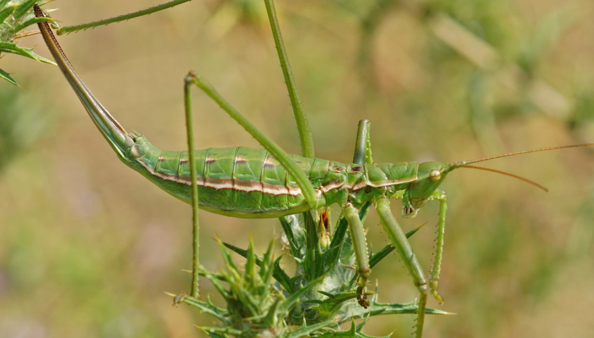 Saga pedo cavalletta gigante