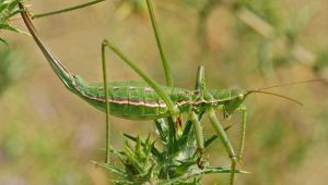 Saga pedo cavalletta gigante