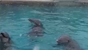 I delfini di Riccione e la neve