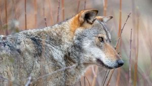 lupo nellle campagne