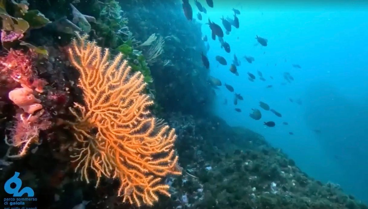 A Napoli il Parco Marino Sommerso di Gaiola dà spettacolo