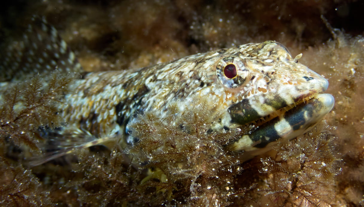 Pesce lucertola diamante