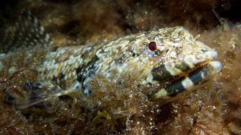 Pesce lucertola diamante