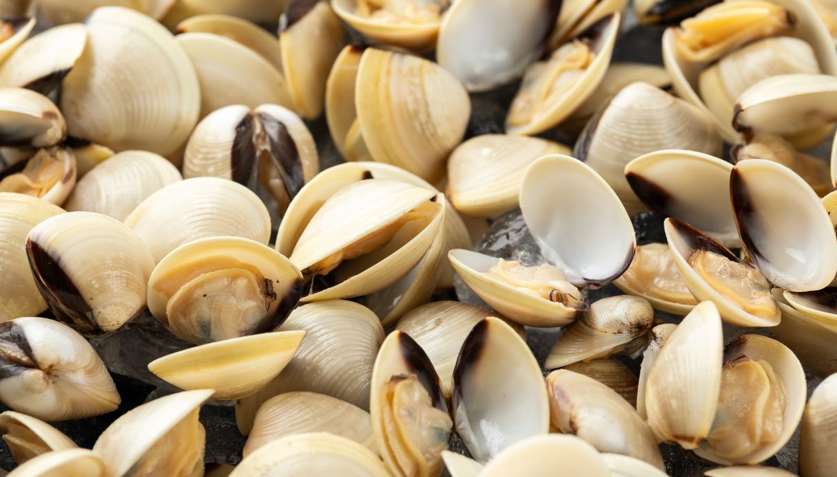 Allarme vongole nell'Alto Adriatico: cosa sta succedendo