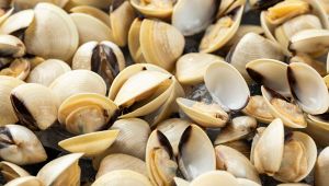 Vongole