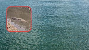 Alligatore Paestum Capaccio