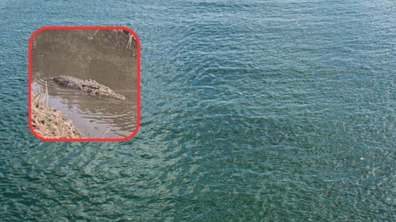 Alligatore Paestum Capaccio