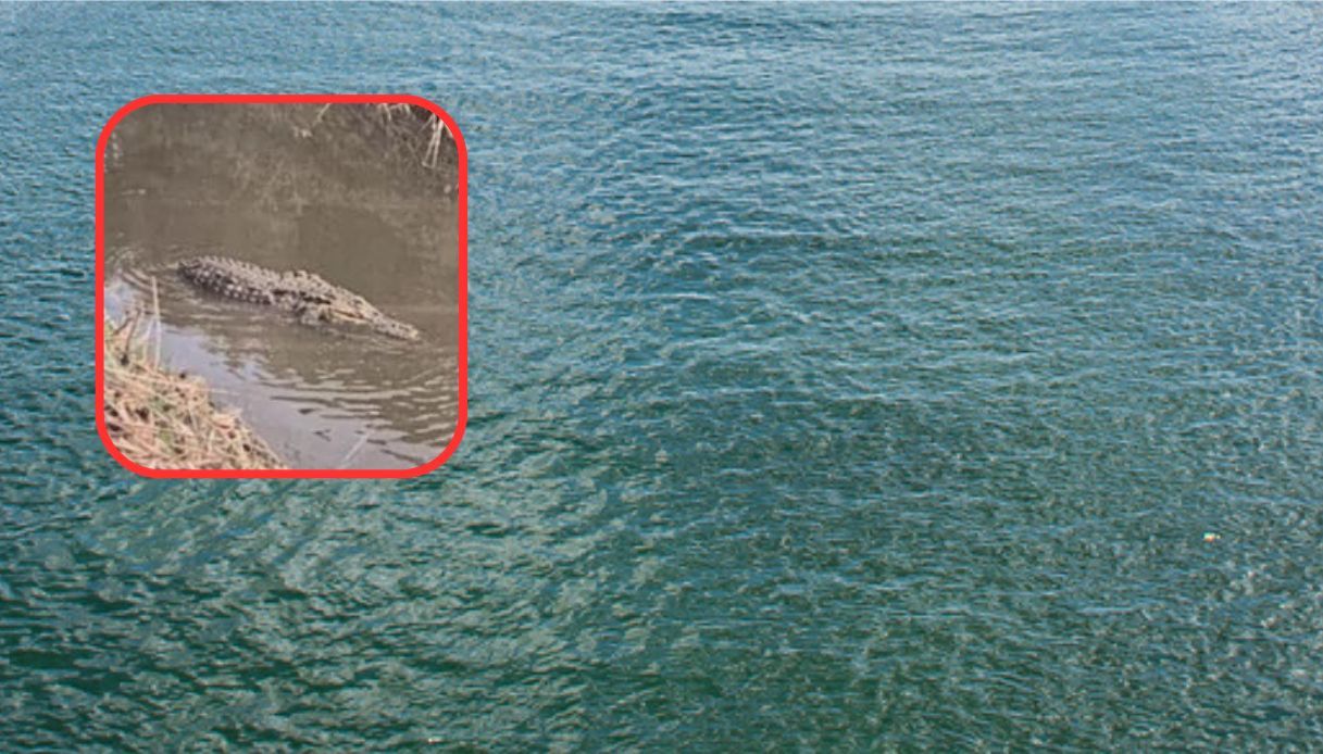 Alligatore Paestum Capaccio