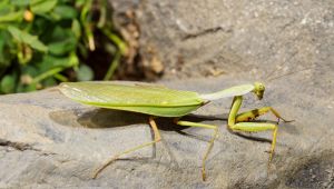 Mantide gigante (Hierodula)