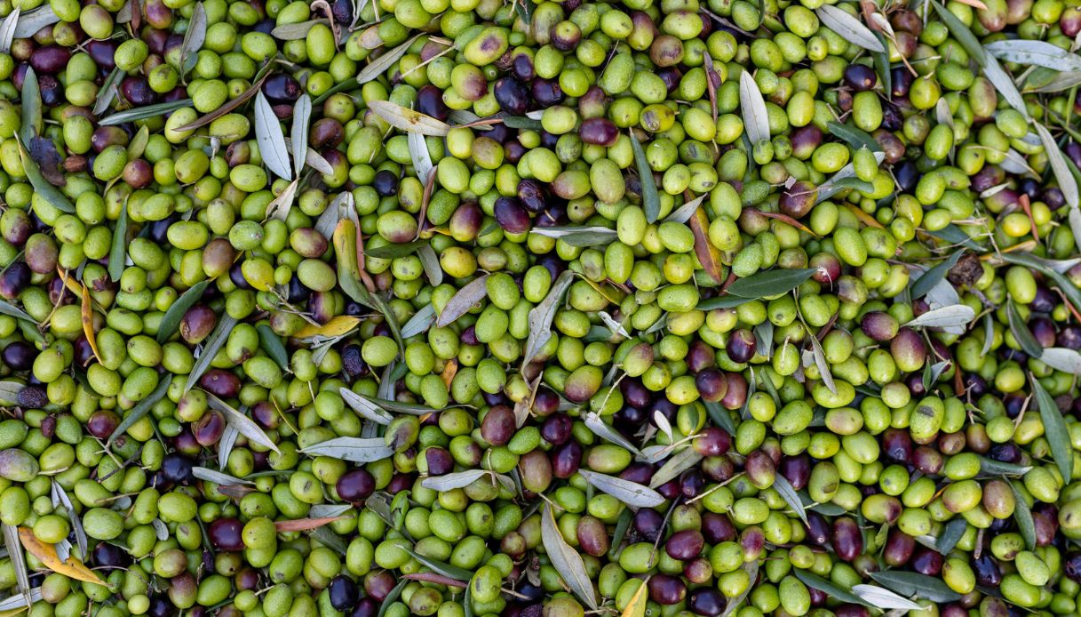 Allarme olive in Italia: cosa sta succedendo