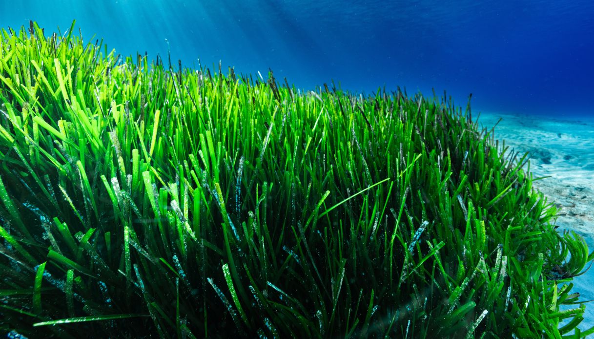 Sardegna, allarme posidonia per l'estate: cosa dicono gli esperti